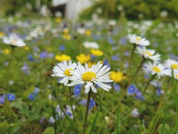 Close-up of yellow flowers blooming on field