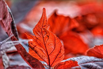 Close-up of maple leaves