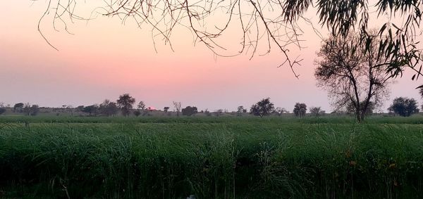 Scenic view of field against sky during sunset