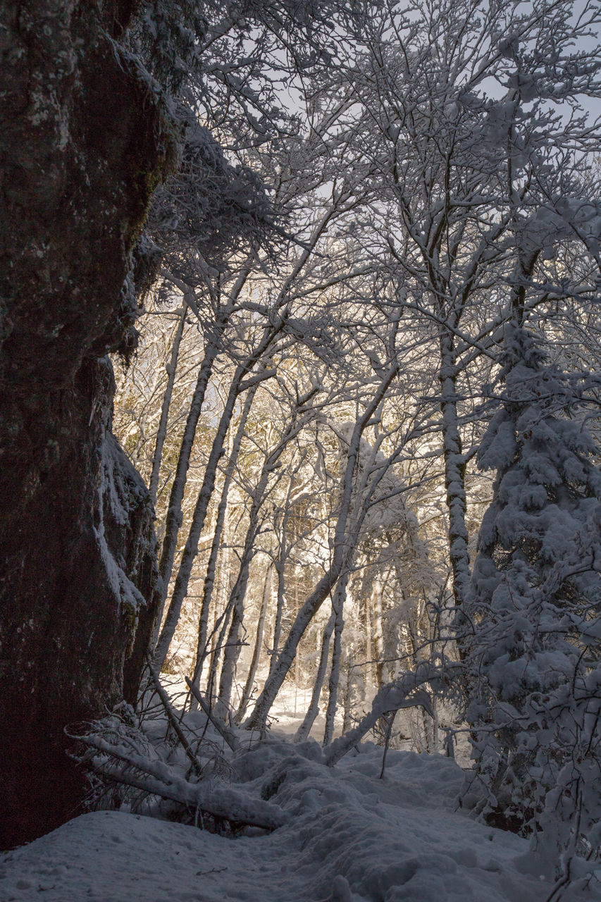 BARE TREES IN SNOW