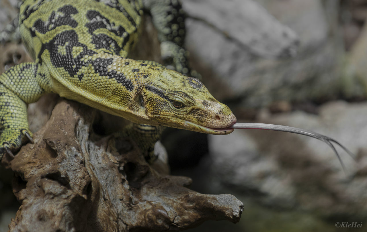 CLOSE-UP OF A LIZARD ON TREE