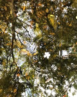 Low angle view of trees