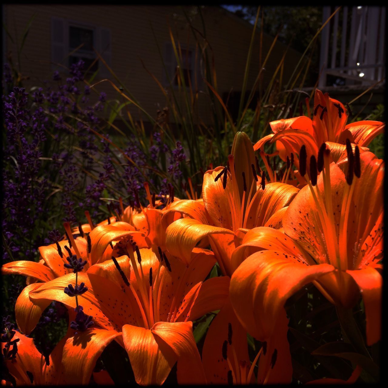 CLOSE-UP OF ORANGE FLOWERING PLANTS