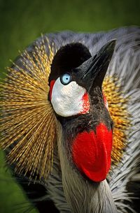 Close-up portrait of peacock