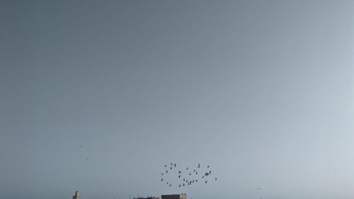 Low angle view of birds flying in sky