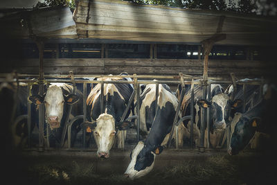 View of cows in shed