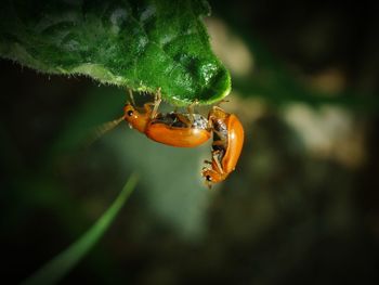 Close-up of insect on plant