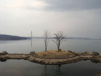 Bare tree by lake against sky