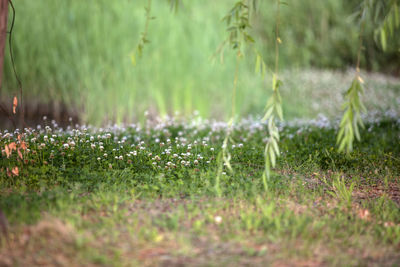 Close-up of wild grass and flower