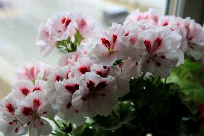 Close-up of pink cherry blossoms