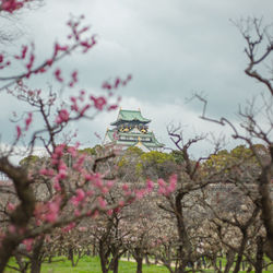 Cherry blossoms in spring