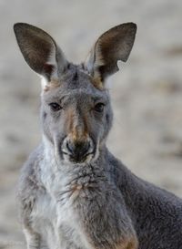 Portrait of deer on land