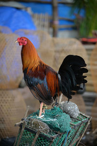 Close-up of rooster