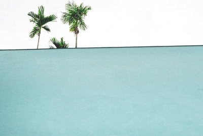 Palm tree by swimming pool against clear sky