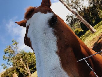 Low angle view of horse against sky