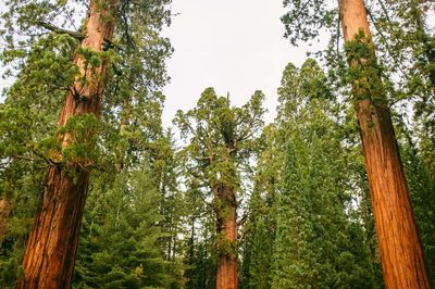 Low angle view of trees against sky