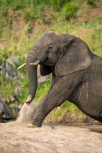 Close-up of african elephant sitting on sand