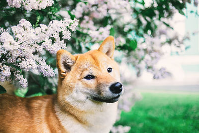 Close-up of a dog looking away