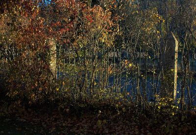 Scenic view of lake in forest