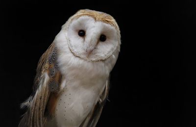 Close-up portrait of owl against black background