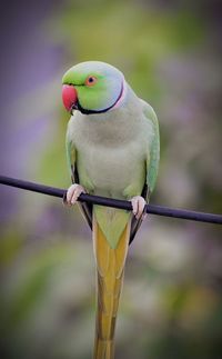 Close-up of parrot perching on metal