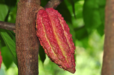 Close-up of fresh red leaf on tree trunk