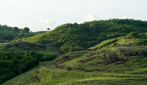 Scenic view of forest against sky