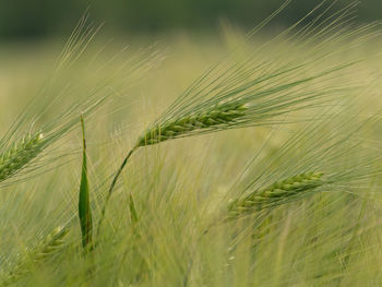 Close-up of wheat growing on field