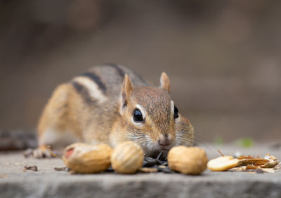 Close-up of squirrel eating food