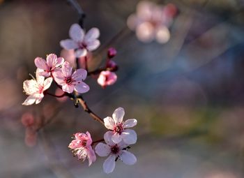 Blooming cherry tree in gdynia