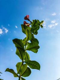 Low angle view of flowering plant against blue sky