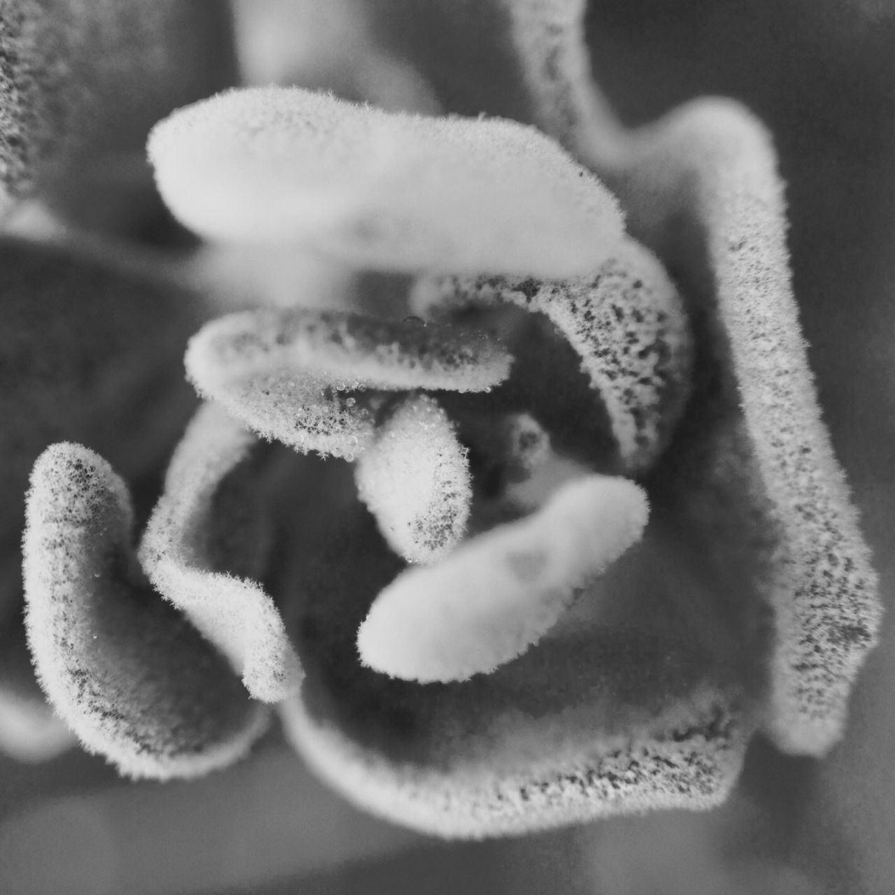 close-up, freshness, focus on foreground, flower, white color, fragility, growth, nature, beauty in nature, selective focus, flower head, petal, plant, no people, mushroom, white, day, bud, indoors, food and drink