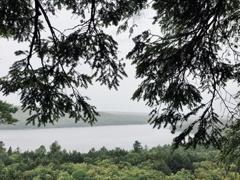 Trees by lake against sky