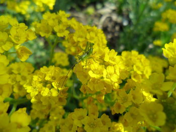 Close-up of yellow flower