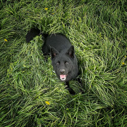 High angle view of dog on field