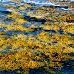 High angle view of seaweed in sea