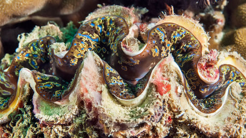 High angle view of food in the sea