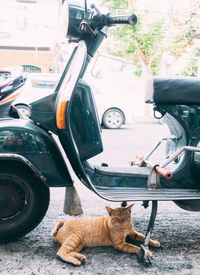 Portrait of a cat under scooter