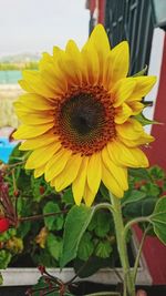 Close-up of sunflower