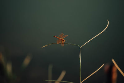 Close-up of insect on plant