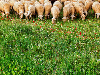 View of sheep grazing in field