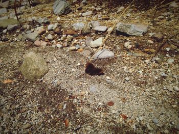 High angle view of crab on sand