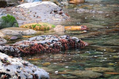 Large group of people on rock in lake