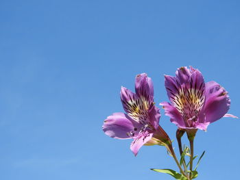 Close-up of pink flowering plant against blue sky