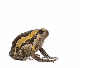 Close-up of a  toad on white background