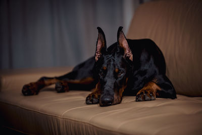 Close-up of a dog resting on bed