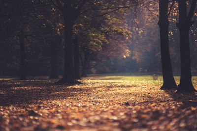 Trees in park during autumn