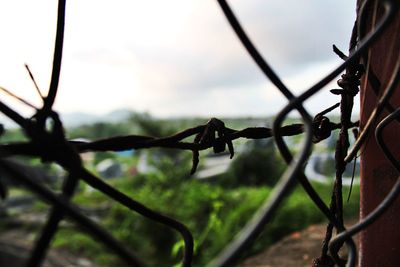 Close-up of chainlink fence