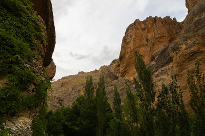 Trees in a canyon from above