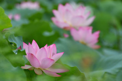 Close-up of pink flowering plant